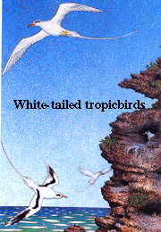 White-tailed
            Tropicbirds