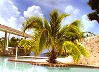 coconut palm