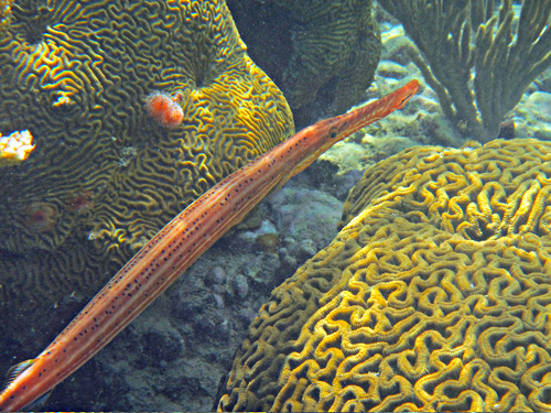 Fish at
                                the Tamarindo reef