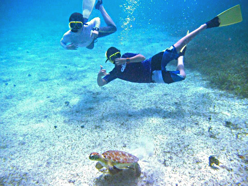 Guests
                                swimming with turtle